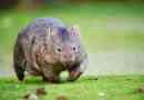 7 Érdekes tények a wombats-ről