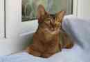 Abyssinian macska: történelem, jellemzők, leírás, ápolás, egészség és vásárlás