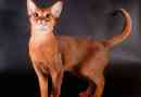 Abyssinian macska