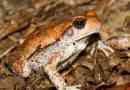 Afrikai red toad