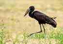 Afrikai stork-razing - fekete madár fekete kontinens szkript