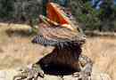 Agama