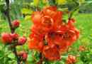 Japonica