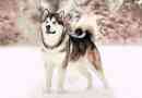 Alaszkai malamuta
