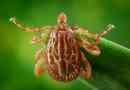Amblyomma maculatum - veszélyes állati parazita