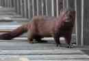 American mink - állat, gyönyörű és értékes szőrme