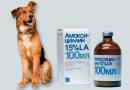 Amoxicillin kutyáknak - miért neveznek ki?