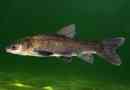 Amur fekete