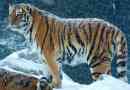 Amur tigris
