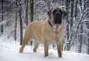 Angol mastiff - purebred briton