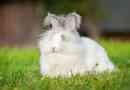 Angora nyúl