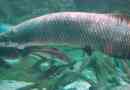 Arapaima - óriás trópusi édesvízi hal