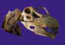 Argentinosaur