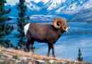 Arkhar