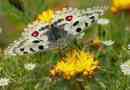 Butterfly apollo rovar. Leírás, jellemzők, típusok és élőhelyek