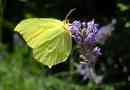 Butterfly limonnitsa: leírás, nézetek, fotók