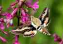 Butterfly brahnik (butterfly hummingbird)
