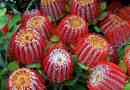 Banksia