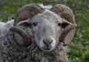 Ram