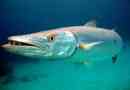 Barracuda