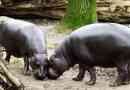 Hippo törpe. Stock fotó hippopotamus, leírása a fenevad
