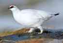 Fehér partridge