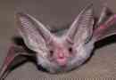 Belobrachiy rutheh