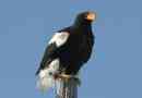 Fehér eagle: zivatar tömítés