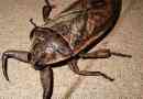 Belostoma