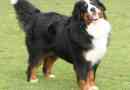 Bernese zennenhund: case mestere