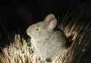 Neiged rabbit, vulkáni