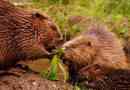 Beavers - bobrov család