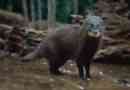 Swamp mongoose - vízfehér ragadozó