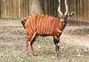 Bongo - a legnagyobb erdei antilope