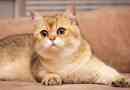 Brit golden chinchilla