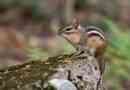 A chipmunk ázsiai