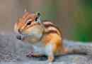 Chipmunks
