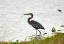 Heron-óriás (giant heron)