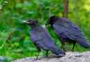 Mi a különbség a raven a varjak és a gyűrűk között