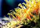 A növények generációinak váltakozása: diploid (sporophyte) és haploid (gametofit) fázisok