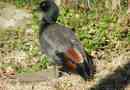 Chernogol lake duck