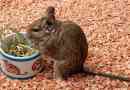 Chilei fehérje degu otthon