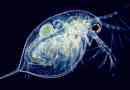 Daphnia