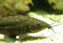Dianama hosszú, vagy bronz dianyema
