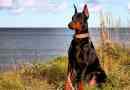 Doberman