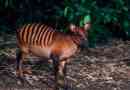 Duiker