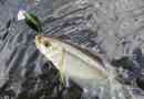 Dace