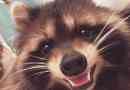 A moszkvából származó raccoon fedor csillag lett