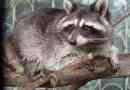 Raccoon gourmet telepedett le san francisco külvárosában