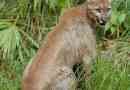 Florida puma - ritka alfajok